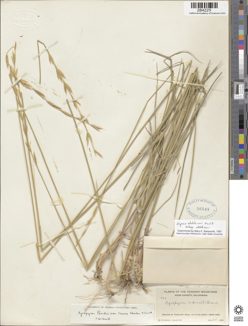 Elymus stebbinsii subsp. stebbinsii photo 6