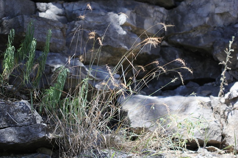 Svenson's Wildrye photo 7