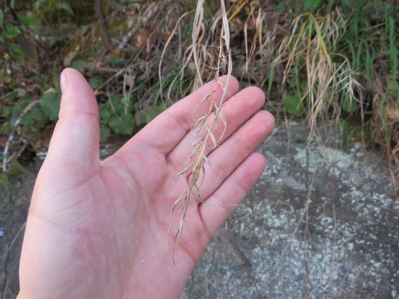 Svenson's Wildrye photo 8