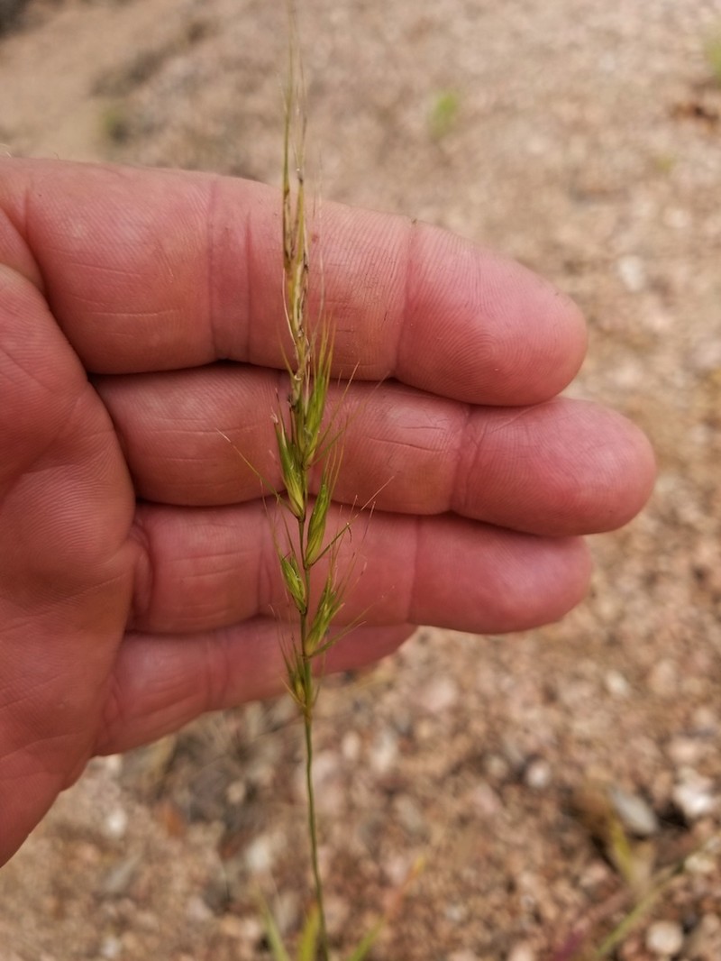 Texas Wildrye