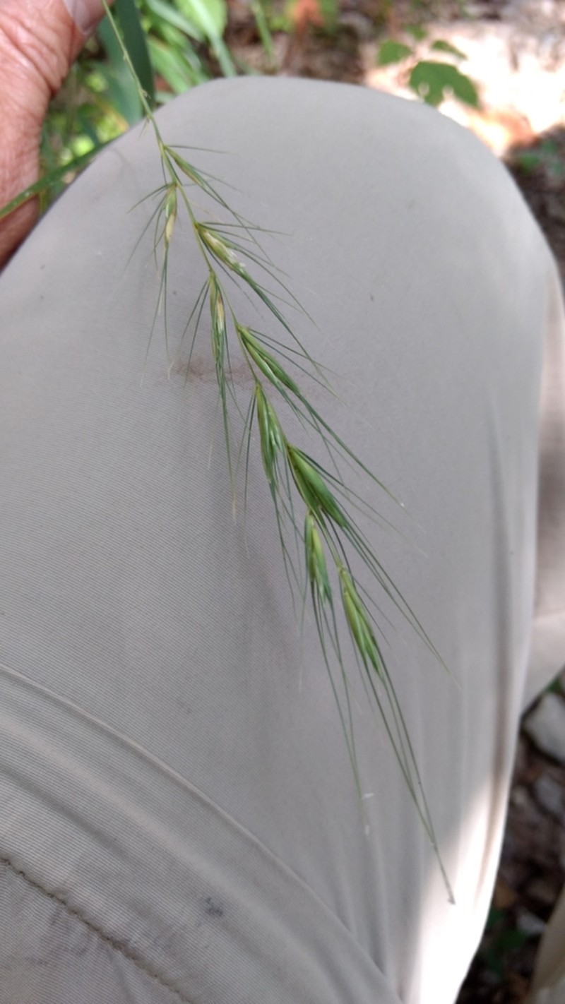 Texas Wildrye photo 2
