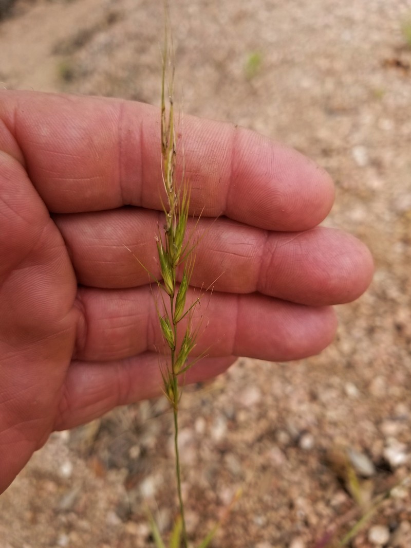 Texas Wildrye photo 4