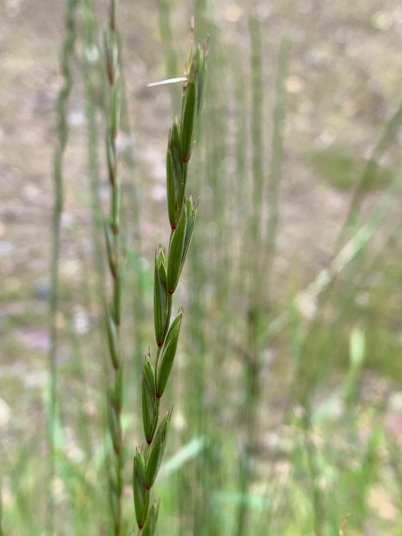 Elymus trachycaulus photo 2