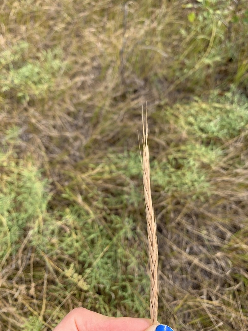 Elymus trachycaulus photo 3