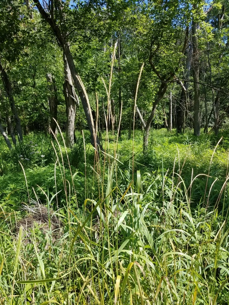 Elymus trachycaulus photo 4