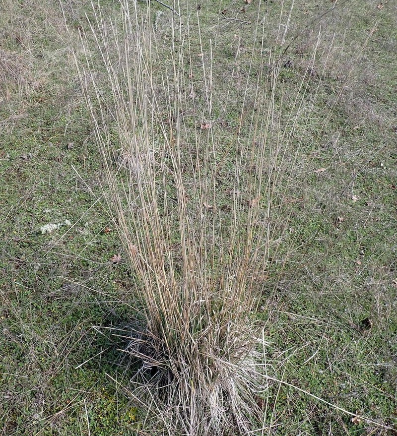 Elymus trachycaulus photo 5