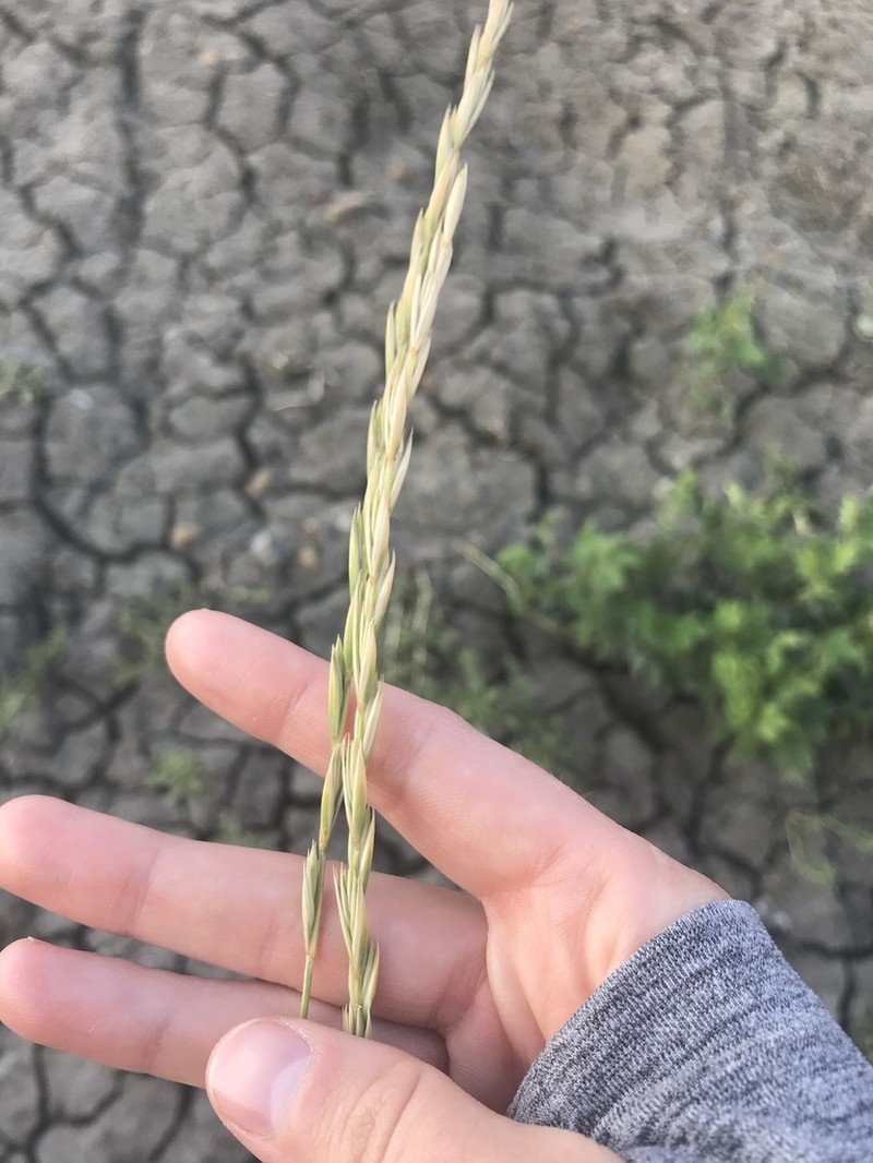 Elymus trachycaulus photo 6