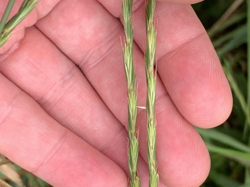 Elymus trachycaulus photo 7