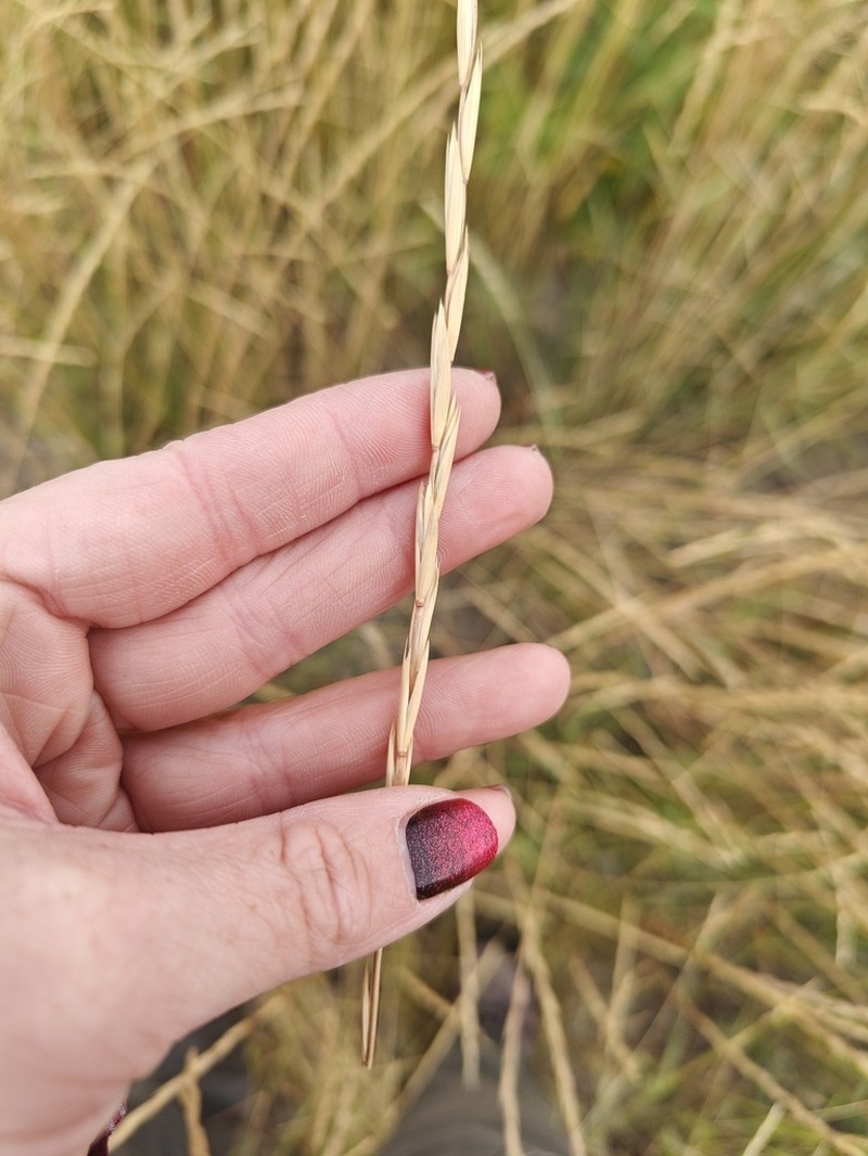 Elymus trachycaulus photo 8