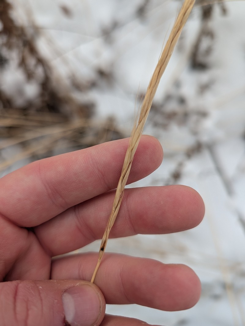 Elymus trachycaulus subsp. subsecundus
