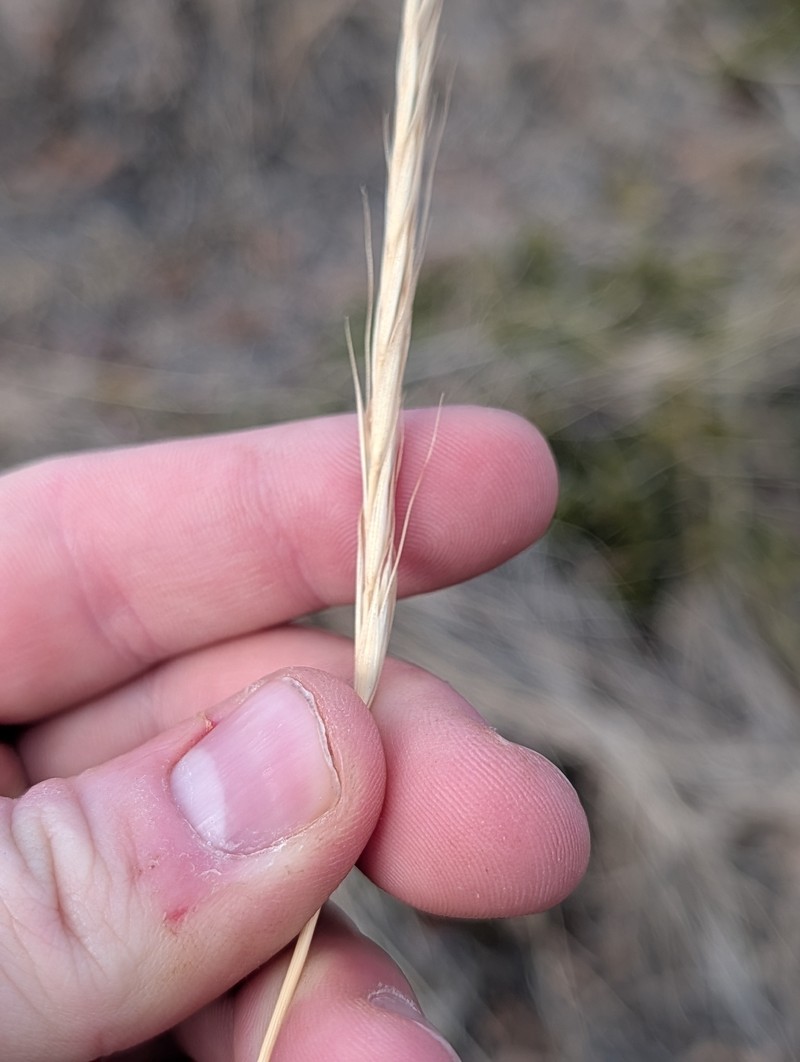 Elymus trachycaulus subsp. subsecundus photo 2
