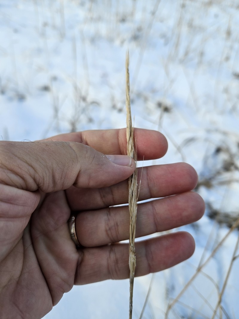 Elymus trachycaulus subsp. subsecundus photo 3