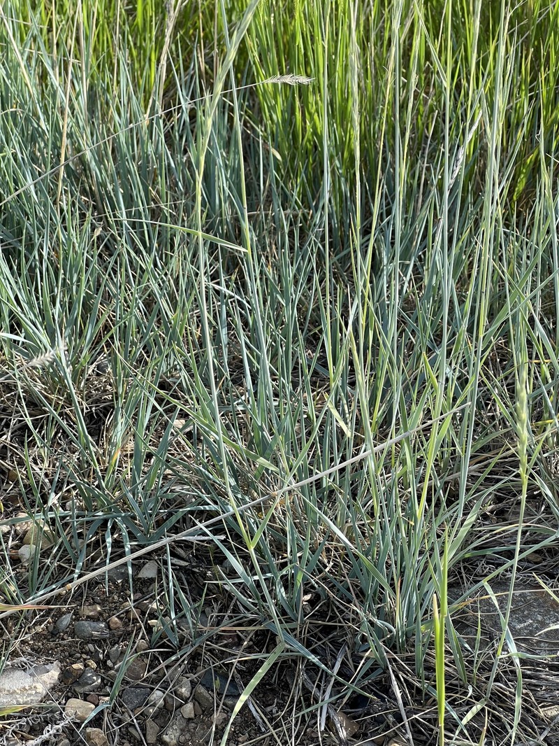 Elymus trachycaulus subsp. subsecundus photo 4