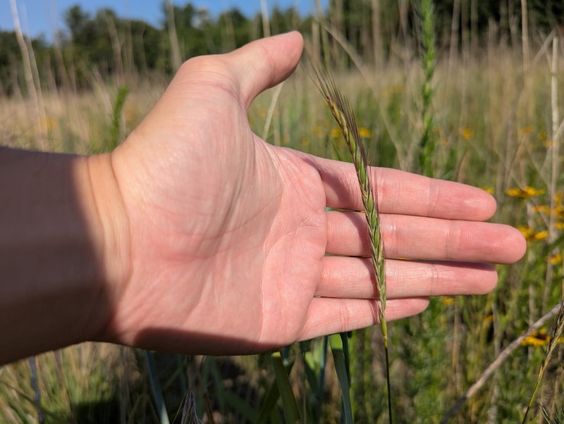 Elymus trachycaulus subsp. subsecundus photo 5