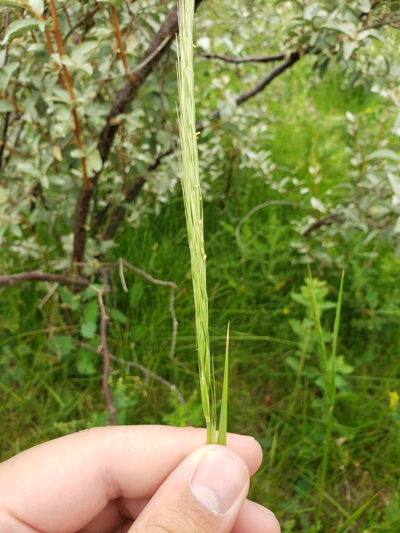 Elymus trachycaulus subsp. subsecundus photo 6