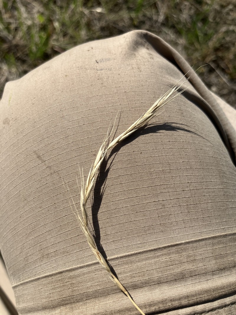 Elymus trachycaulus subsp. subsecundus photo 7
