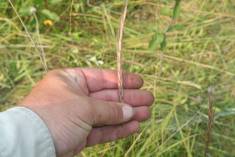 Elymus trachycaulus subsp. subsecundus photo 8