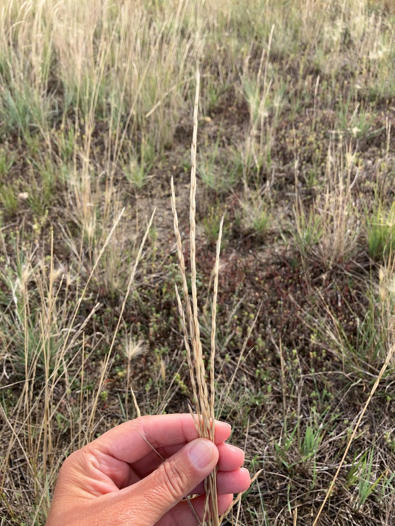 Elymus trachycaulus subsp. trachycaulus photo 2