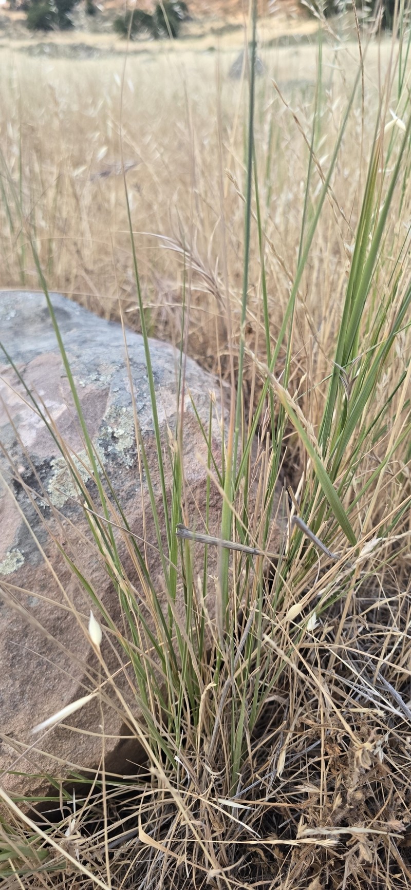 Elymus trachycaulus subsp. trachycaulus photo 3