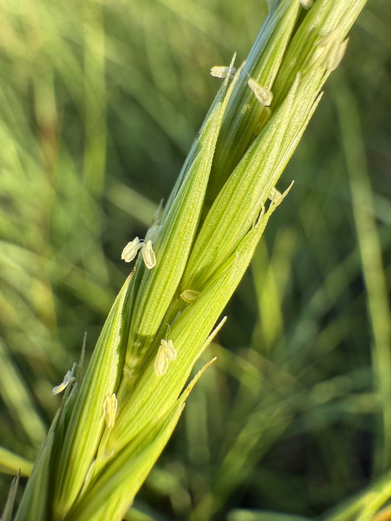 Elymus trachycaulus subsp. trachycaulus photo 4