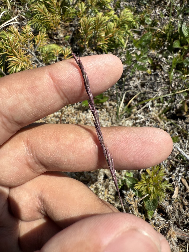 Elymus trachycaulus subsp. trachycaulus photo 5