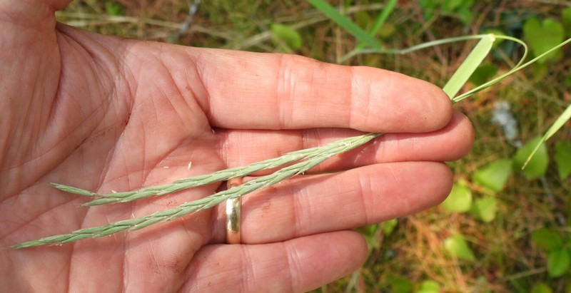 Elymus trachycaulus subsp. trachycaulus photo 6
