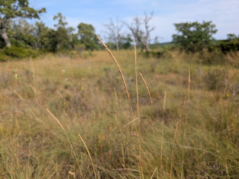 Elymus trachycaulus subsp. trachycaulus photo 8