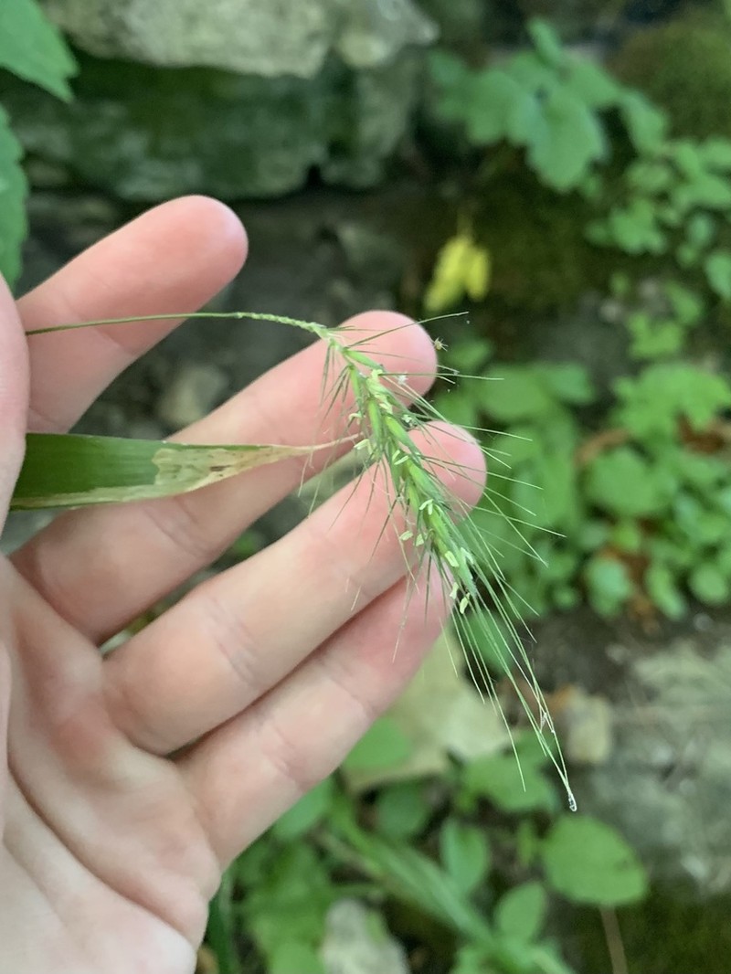 Hairy Wildrye