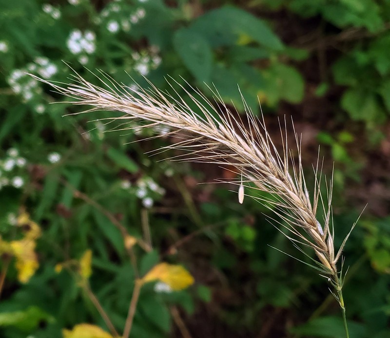 Hairy Wildrye photo 4