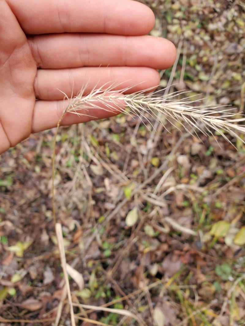 Hairy Wildrye photo 5