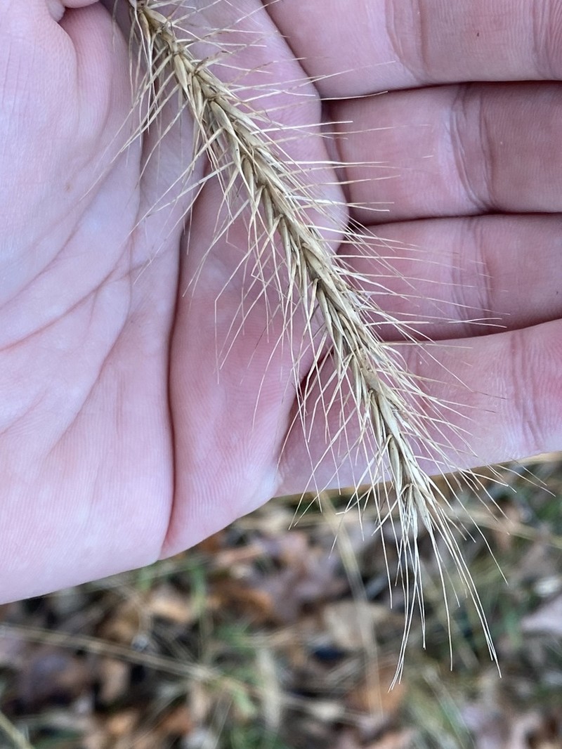 Hairy Wildrye photo 7