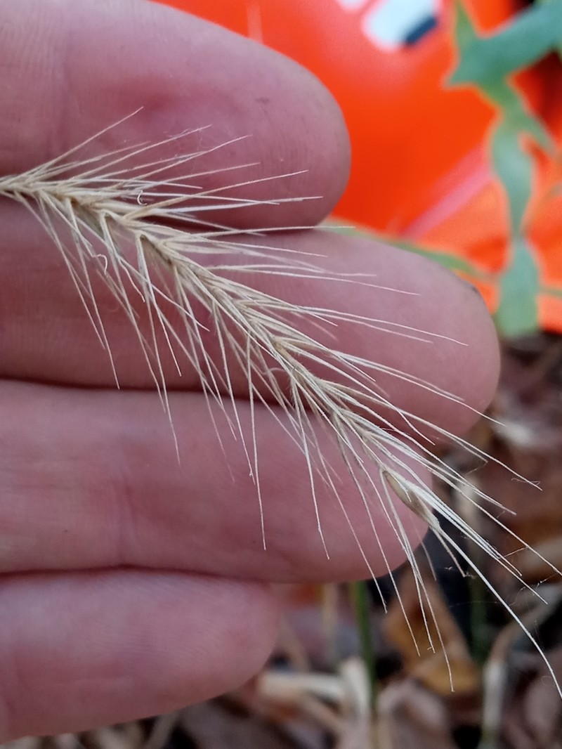 Hairy Wildrye photo 8