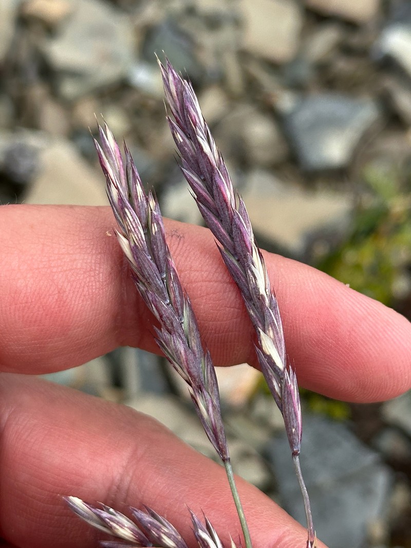 Slender Wheatgrass