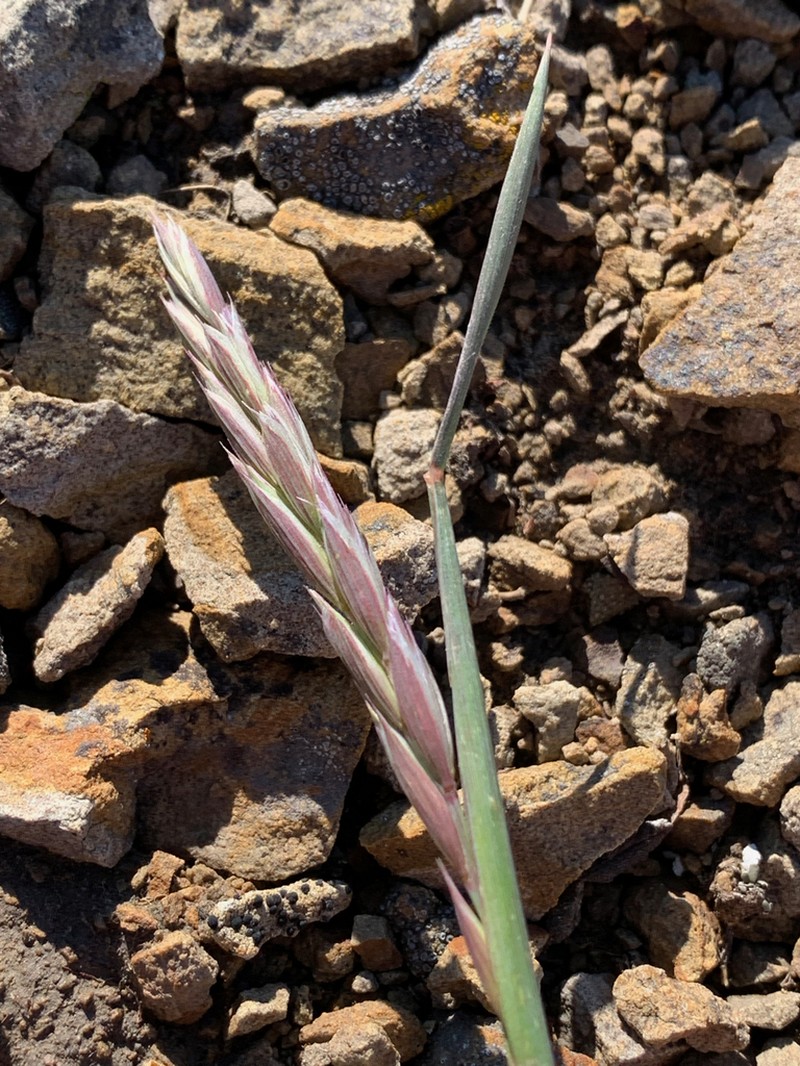 Slender Wheatgrass photo 2