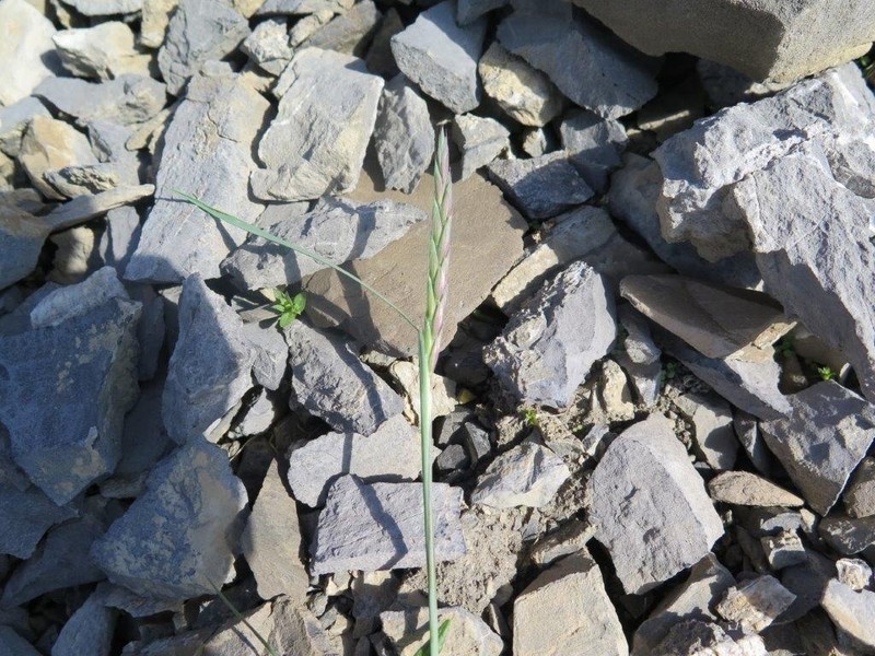 Slender Wheatgrass photo 3