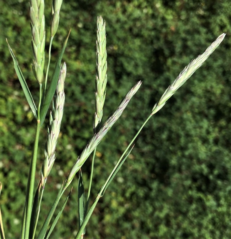 Slender Wheatgrass photo 4