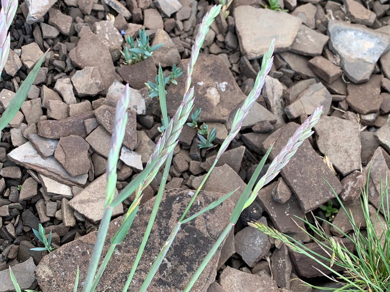Slender Wheatgrass photo 5