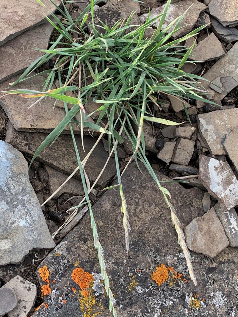 Slender Wheatgrass photo 6