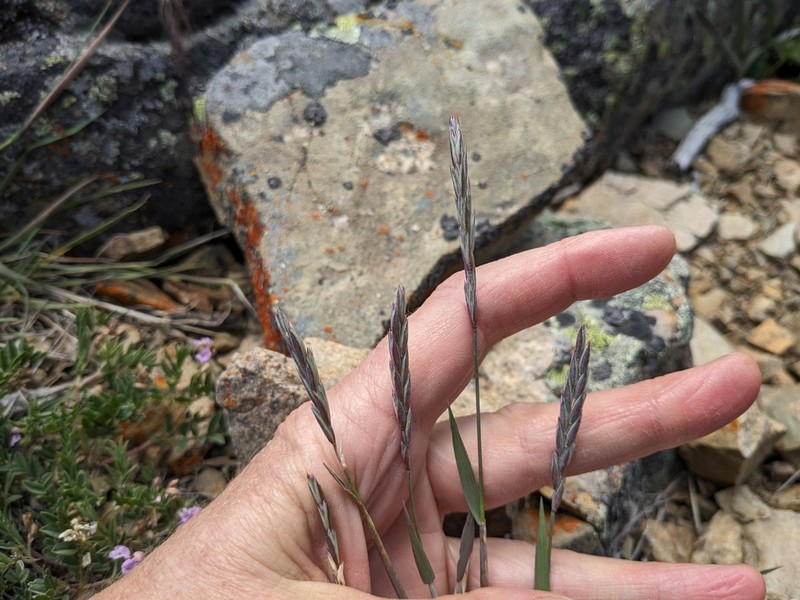Slender Wheatgrass photo 7