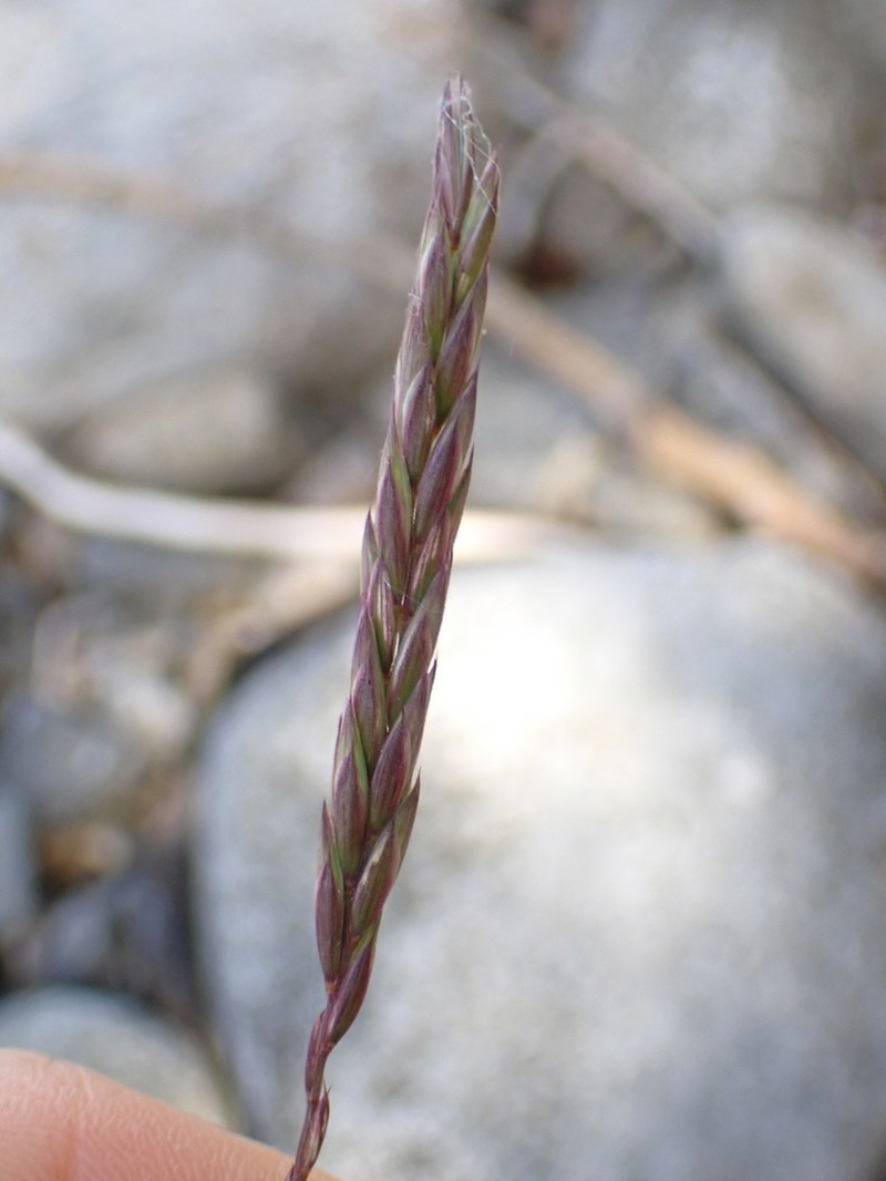 Slender Wheatgrass photo 8