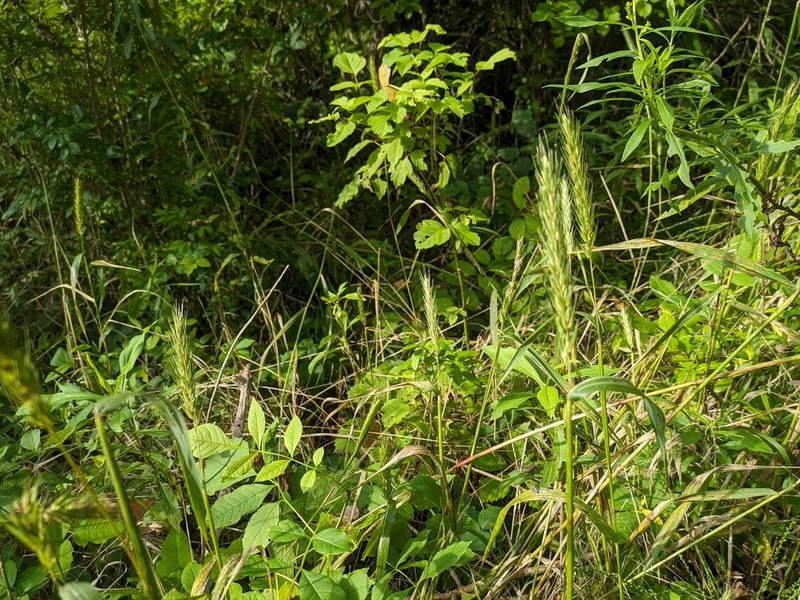 Southeastern Wildrye photo 6