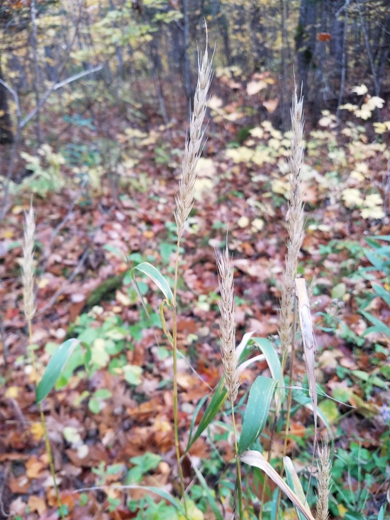 Southeastern Wildrye photo 8