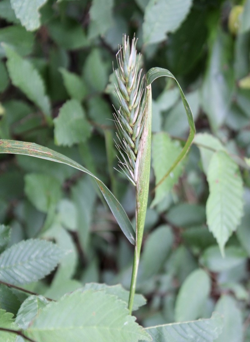 Virginia Wildrye photo 4