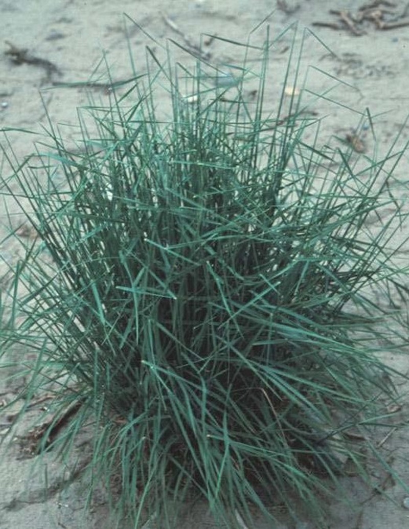 Snake River Wheatgrass