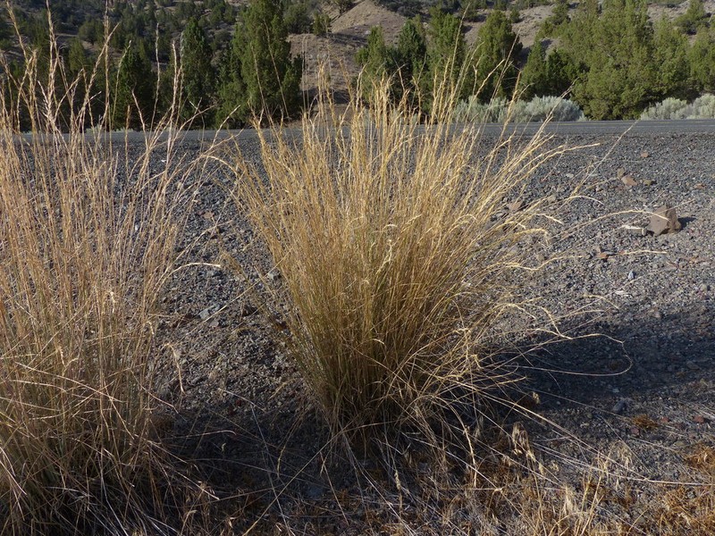 Snake River Wheatgrass