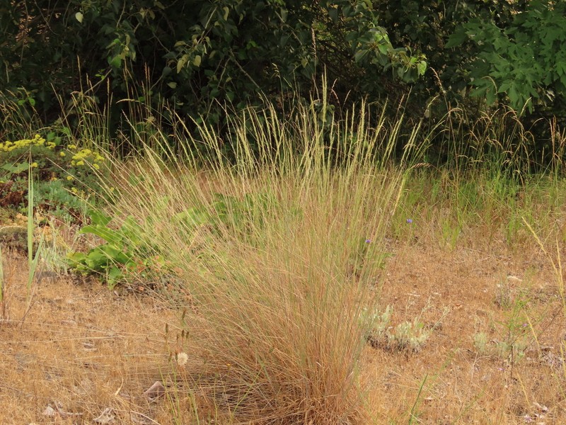 Snake River Wheatgrass photo 3