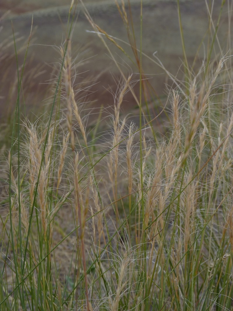 Snake River Wheatgrass photo 5