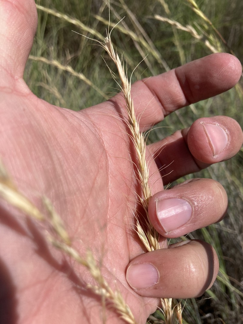 Snake River Wheatgrass photo 6