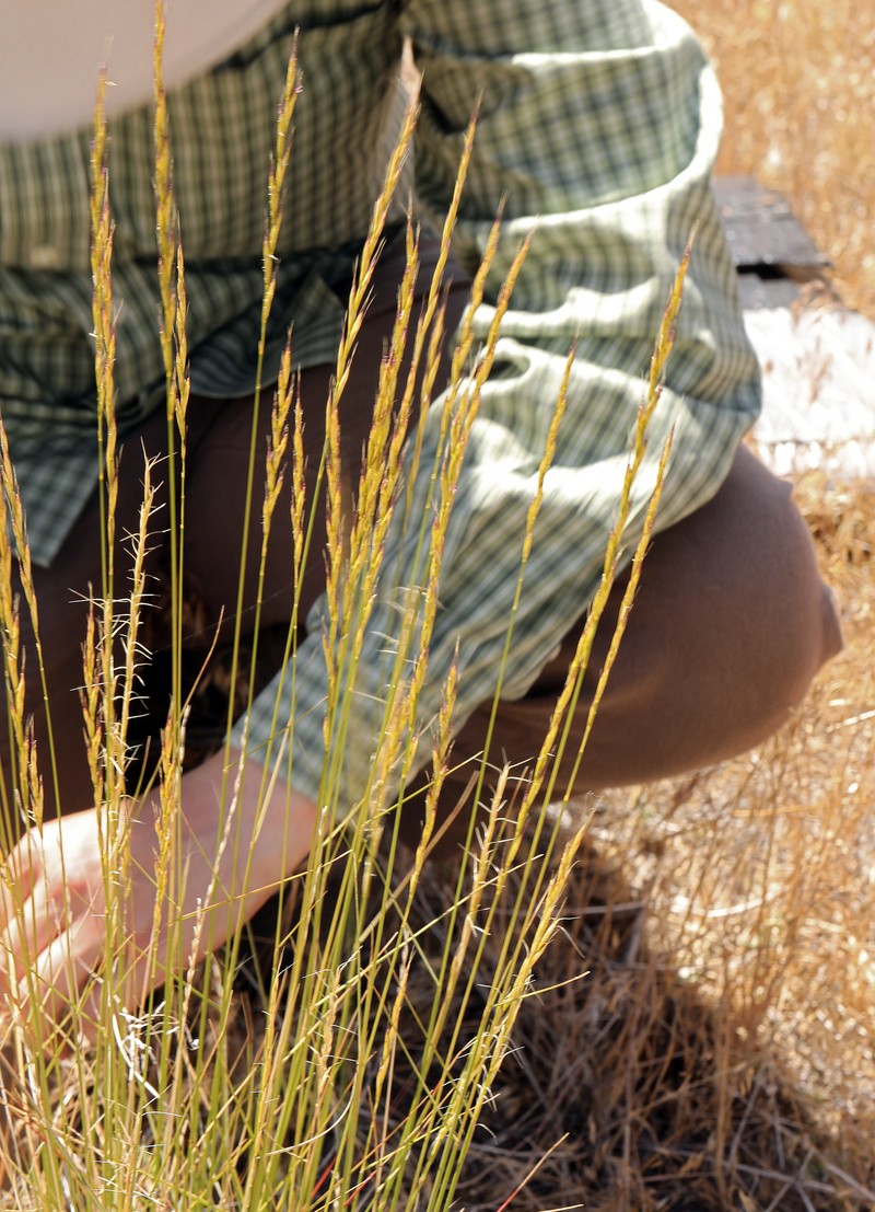 Snake River Wheatgrass photo 8
