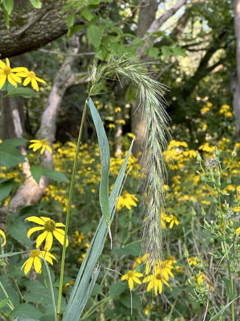 Wiegand's Wildrye